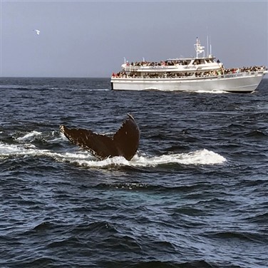 Gloucester & Salem, Massachusetts: Whale Watch