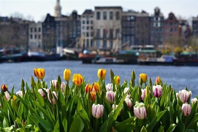 Tulip Time Rhine River Cruise in Holland & Belgium
