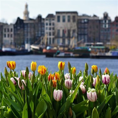 Tulip Time in Holland & Belgium - River Cruise