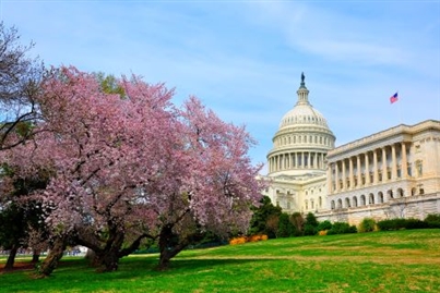 Washington DC: Cherry Blossom Parade