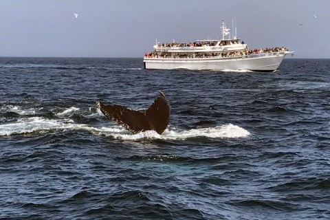 Gloucester and Salem, Massachusetts: Whale Watch