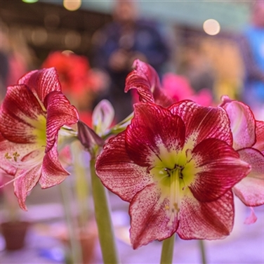 Philadelphia Flower Show