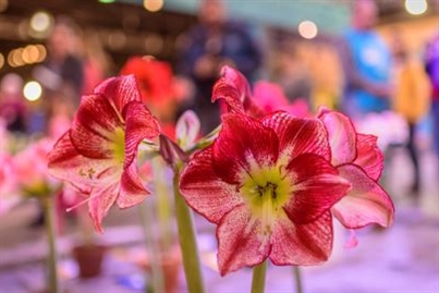 Philadelphia Flower Show