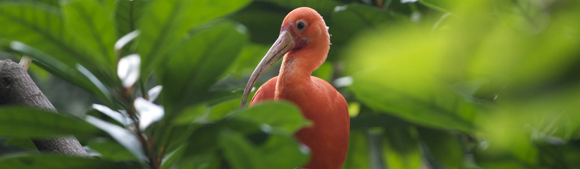 Bronx Zoo - Bronx, NY