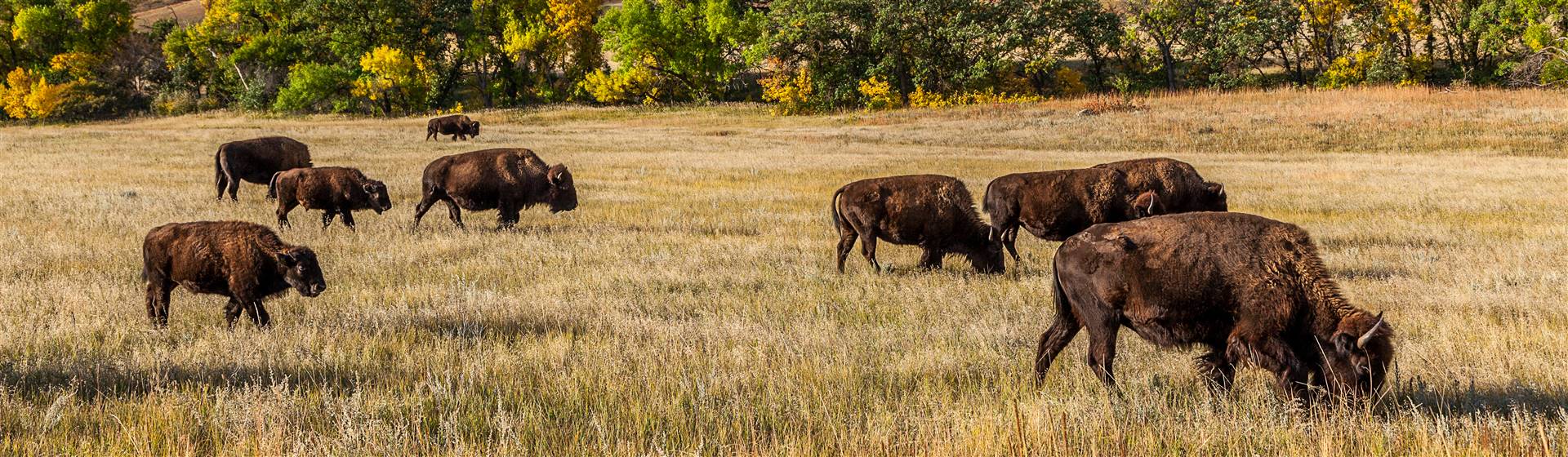 Black Hills, Badlands & Mt. Rushmore