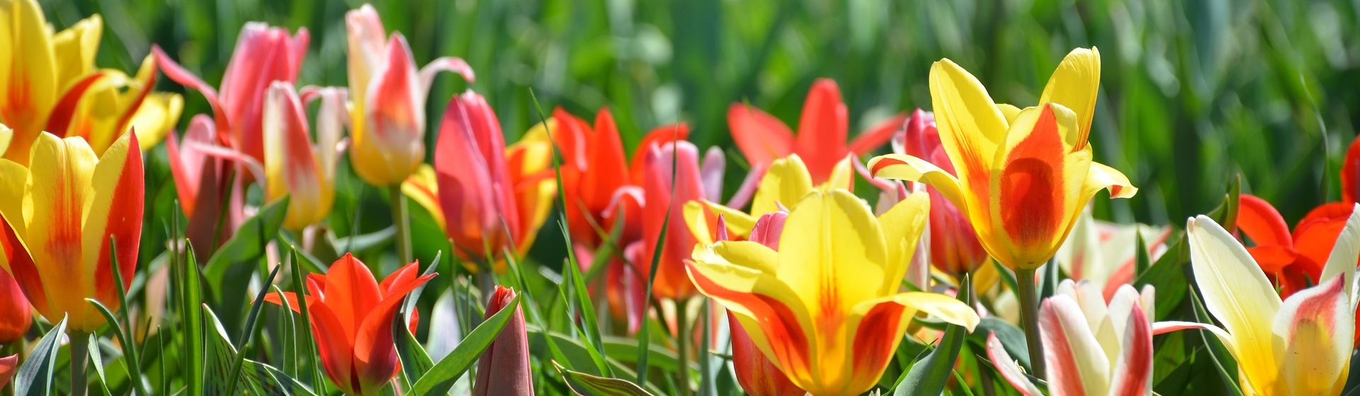 Holland, Michigan Tulip Festival