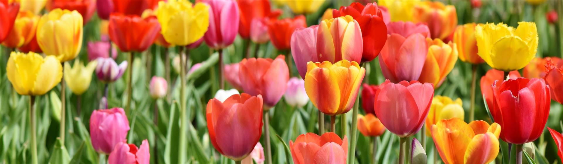 Canadian Tulip Festival, Ottawa